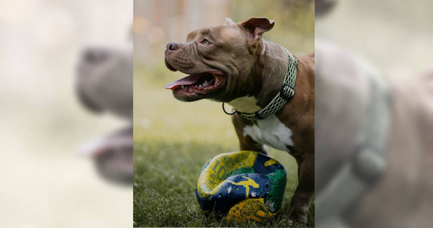 近日，泰國烏泰他尼府發生一起女嬰遭比特犬咬死事件。（示意圖／翻攝pexels）