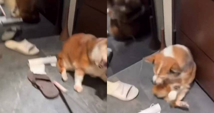 加盟主冷血虐狗惹議！茶聚總部才宣布終止合作　再發聲：這天拆招牌