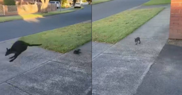 澳洲一名女子目擊袋鼠媽媽掉了育兒袋內的小袋鼠，所幸經救援已被專業組織收留照顧。（圖／翻攝自臉書／Mosswood Wildlife）