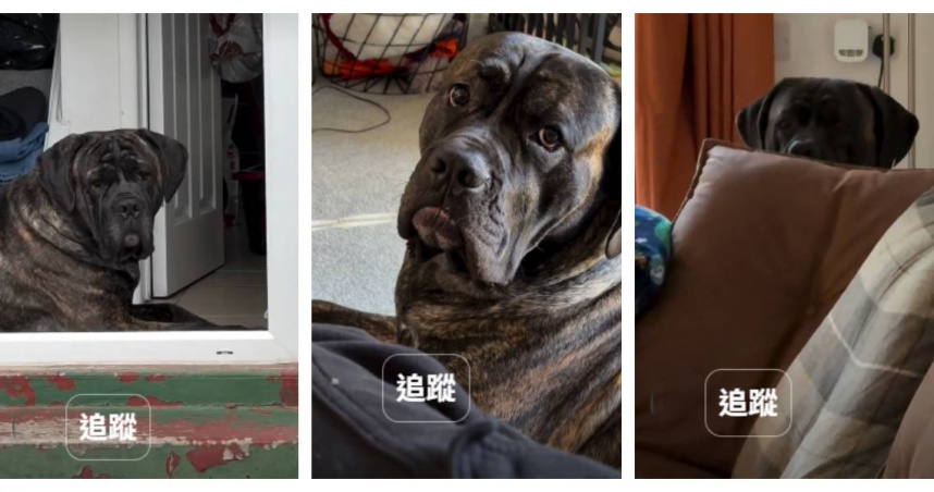 潔德分享，愛犬近來行為詭異，總是緊盯她不放，令她懷疑狗狗健康出狀況，未料獸醫憑藉狗狗行為判斷女主人可能懷孕。（圖／翻攝自IG，Next To Me）