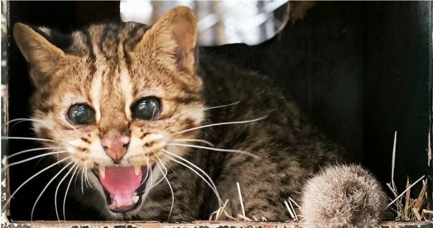 台北市立動物園於昨（4日）晚間證實，園內1隻高齡19歲的石虎「小母」已於1日離世。（圖／翻攝自Facebook／Taipei Zoo 臺北市立動物園）
