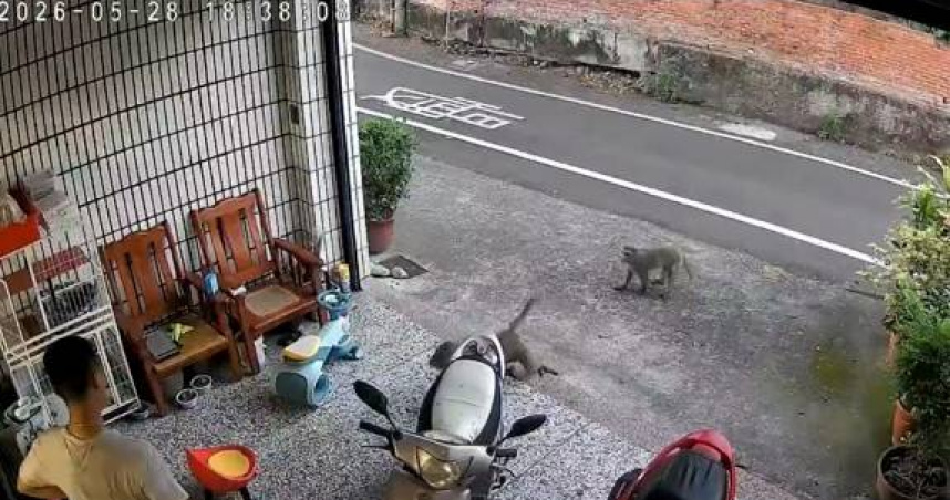 50隻獼猴大軍攻陷雲林！闖民宅露齒嗆聲　居民嚇到拿鐵棒自保