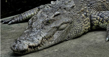 捕獲4公尺殺人鱷魔! 「9天咬死2人」剖腹驚見人類殘肢