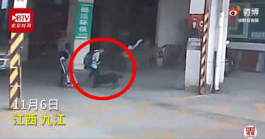 惡犬當街撲倒男童!張大嘴「瘋狂撕咬」 目擊者驚:肉都沒了
