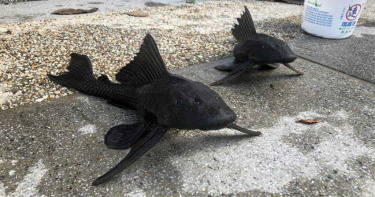 「琵琶鼠魚」入侵台北市 大嗑魚卵原生種遇浩劫