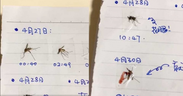 每晚花3小時抓蚊子!他「製作殺蚊日記」洩恨...屍體還帶血