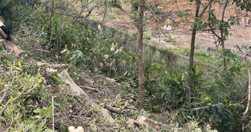 鄰近新北市土城司法園區預定地的國道3號邊坡，近日由交通部高公局木柵工務段施工砍樹，被護樹團體抓到未依照新北市樹木保護自治條例送審。（圖／新北市農業局提供）