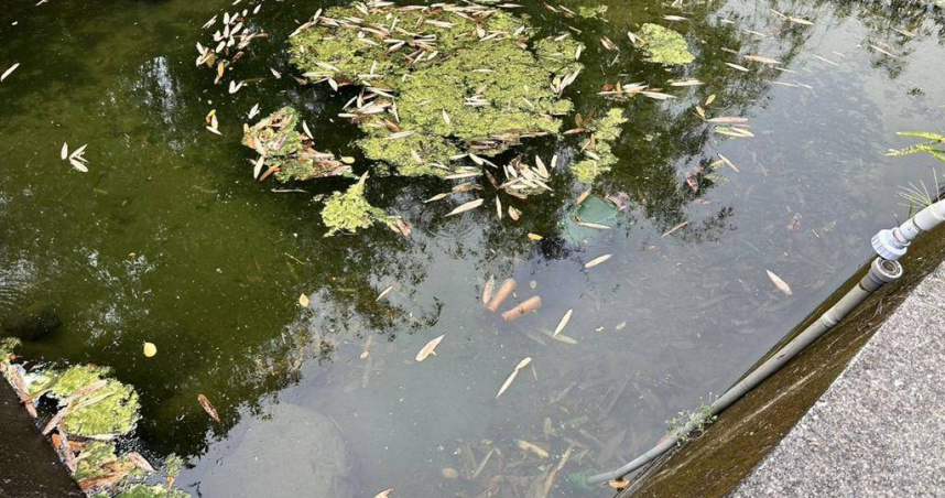 南投縣竹山鎮牛潮地區野溪29日傍晚傳出溺水意外。（圖／民眾提供）