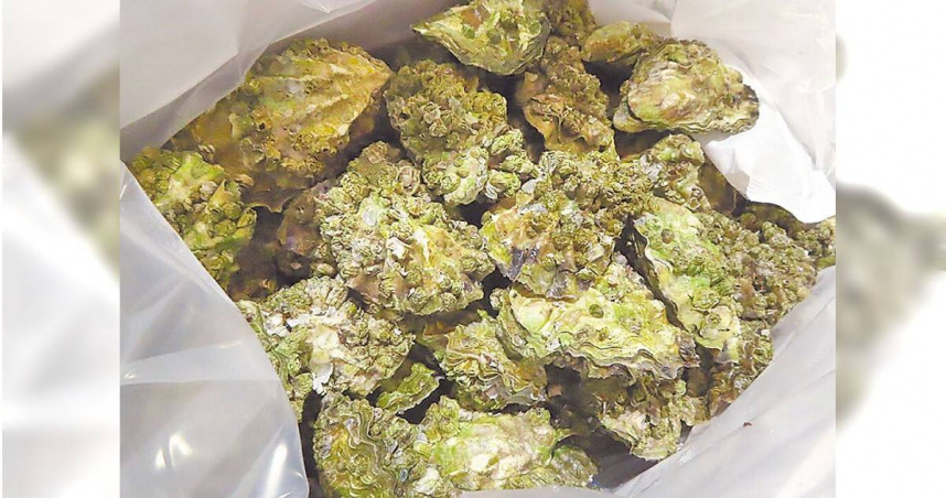 1批美國進口生蠔被檢出重金屬鎘超標，產品共3796.8公斤，須在邊境退運銷毀。（圖／食藥署提供／中國時報王家瑜台北傳真）