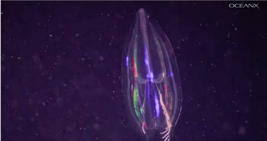 （圖／翻攝自YouTube／OceanX）
