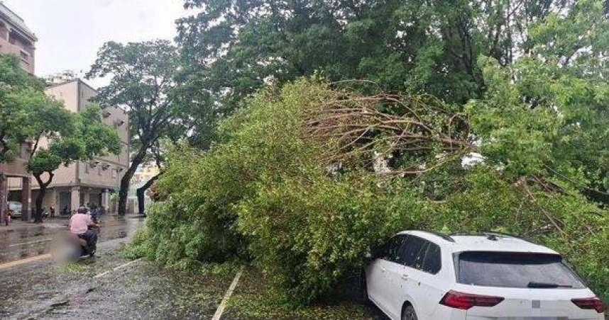 大樹倒下砸車2輛險釀災。（ 圖／翻攝畫面）