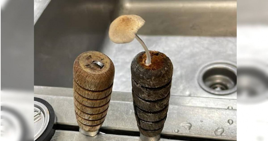 近日有網友分享一張驚人的照片，一朵蘑菇竟從菜刀的刀柄中長出。（圖／翻攝自臉書「爆料公社」）