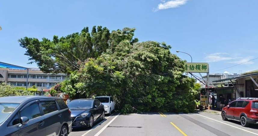 南投敦和國小老榕樹倒塌釀死傷，法院認定校方疏失，判賠288萬元確定。（圖／報系資料照）