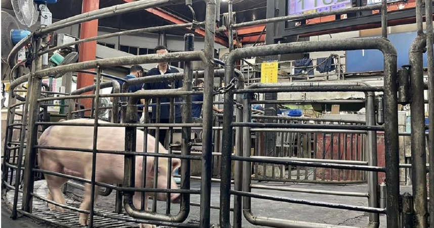 雲林肉品市場是全國豬肉重要拍賣地點，每天交易量約2200頭，目前降為2000頭。（圖／報系資料照片）