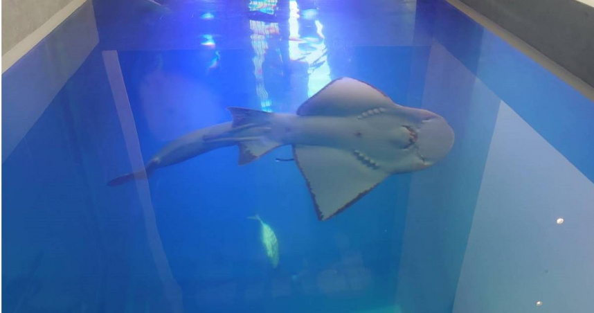 波波8月身體就出現傷口，海科館卻稱波波身體健康、無野放必要，牠竟在9月7日就因傷口感染身亡。（圖／台灣動物社會研究會提供）