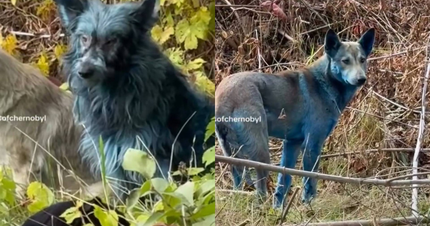 切爾諾貝利核災禁區出現藍色的狗。（圖／翻攝自TikTok @dogsofchernobyl）