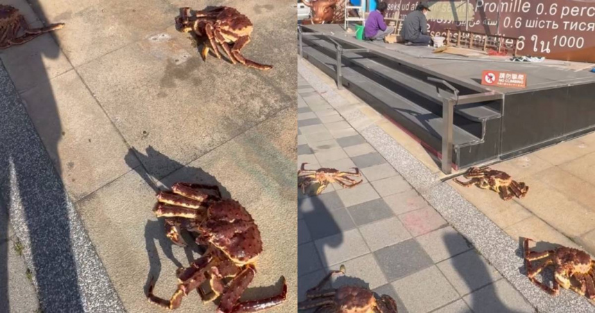 江海大樓前出現多隻帝王蟹。（圖／翻攝自Threads）