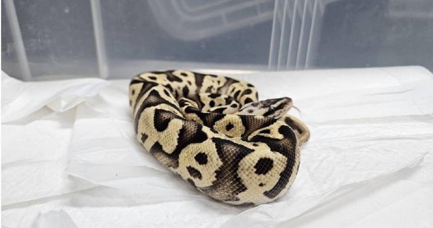 南韓首爾江南區一處地鐵站廁所內，竟有兩條疑似遭遺棄的蛇，其中一條還是瀕危物種球蟒。（圖／翻攝自首爾江南區廳網站）