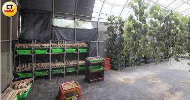 【ㄆㄨㄣ經濟1】政府踢皮球 害台錯失黑水虻百億商機