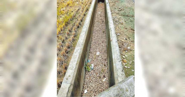 嘉義水上螺類大量死亡 堆積成屍河見者頭皮發麻