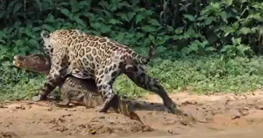 美洲豹「猛咬36kg凱門鱷」狠拖進沼澤!驚人畫面曝光