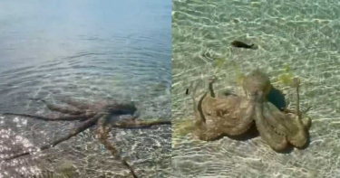 海中驚見「巨大海怪」!男好奇近看...下秒遭攻擊「留紅腫血痕」