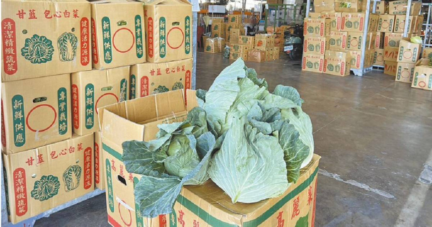 西螺果菜市場高麗菜平均交易價格跌到每公斤14.2元，菜農感嘆「從天花板掉到地板」，很適合消費者過年大量採買。（圖／中國時報周麗蘭攝）