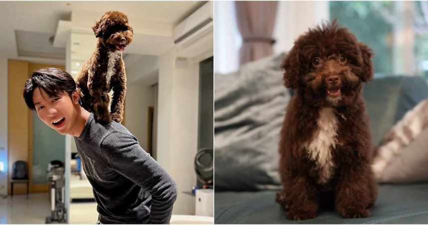 劉丞養了一隻可愛的貴賓犬Hazel。（圖／艾迪昇傳播）