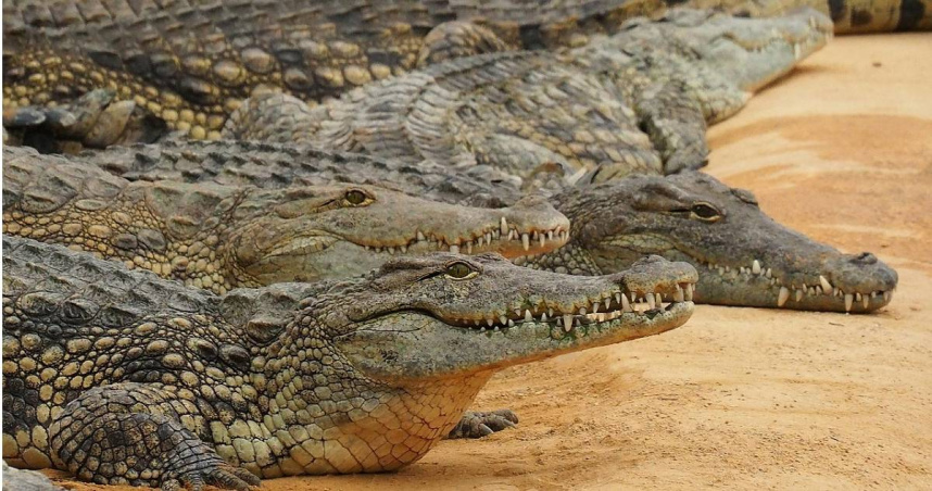 印尼中蘇拉威西省一名51歲男子薩達維那（Sadarwinata），27日上午在當地的海灘（Talise Beach）游泳，遭到鱷魚攻擊啃咬，不幸身亡。（示意圖／Pixabay）