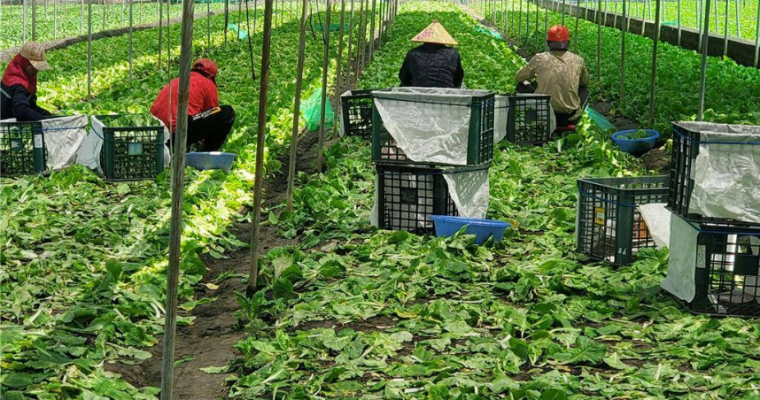 中南部受到暴雨侵襲，菜園一片慘重。（圖／中國時報周麗蘭）
