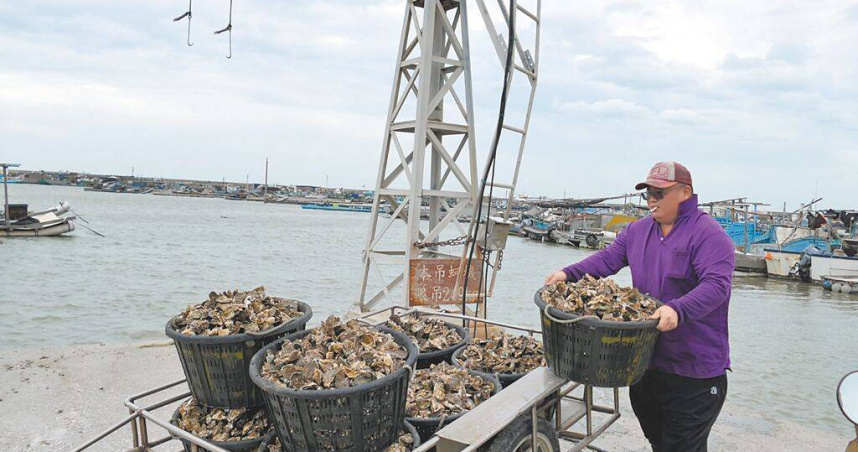 楊柳颱風來襲，海巡單位13日上午8點進行雲林港口管制，部分漁民擔心牡蠣受損，一大早就出海搶收，趕在8點前回港。（圖／中國時報張朝欣攝）