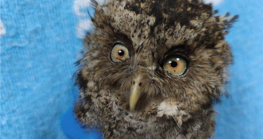 領角鴞的眼睛不能像人類一樣轉動，只能直視前方。（圖／新北市動保處提供，下同）