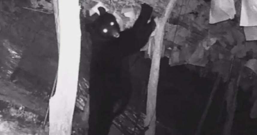 日本山形縣高畠町26日凌晨一處葡萄園發生熊侵襲事件。（圖／翻攝自X「@ybc_hodo」）