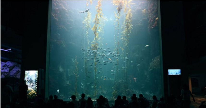 屏東海生館巨藻森林展區壯觀逼真，真假藻類混搭展示。（圖／翻攝自屏東海生館官網）