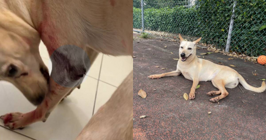 狗狗QQ遭飼主的同居男友拿刀劃傷。（圖／新北市政府動物保護防疫處）