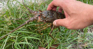 散步也能撿到龍蝦 原來是最「蝦」越獄