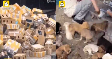 快遞箱內「全裝毛小孩」堆滿整地!近萬隻寵物缺氧缺水死亡...狂飄惡臭