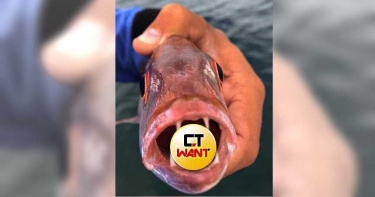 蟲子竟可取代魚舌頭? 活在魚嘴中的「外星寄生蟲」