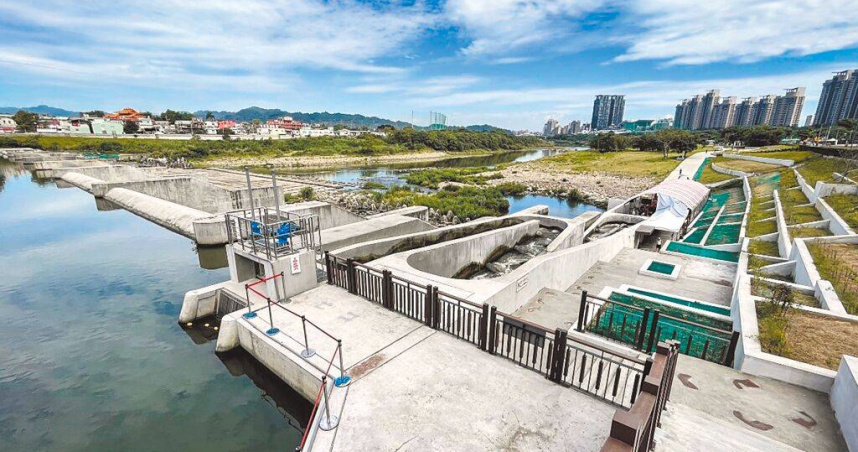 新北市碧潭堰2023年7月完工，2022年5月施工階段即大規模出現小毛蟹溯游景象，如今春暖時節，新店溪再度出現香魚與小毛蟹的蹤跡。（圖／新北市水利局提供／中國時報高鈞麟新北傳真）