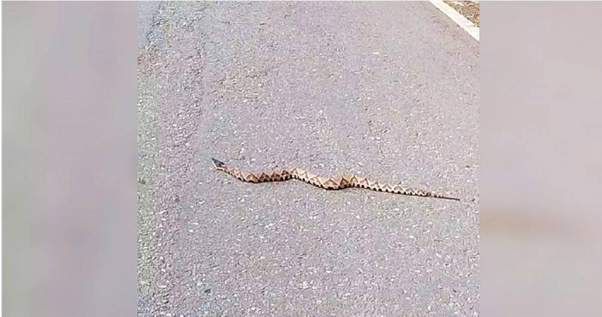 體長逾1.5公尺的百步蛇現蹤南橫公路下馬路段，蛇身緩慢蠕動橫越馬路。 （圖／翻攝照片）