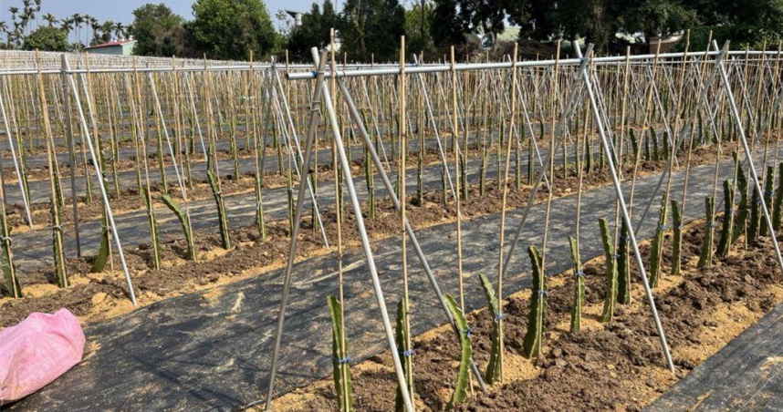 南投市、名間鄉郊區農民習慣使用生雞糞施肥，不僅空氣瀰漫怪異氣味遭檢舉。（圖／南投縣政府提供）