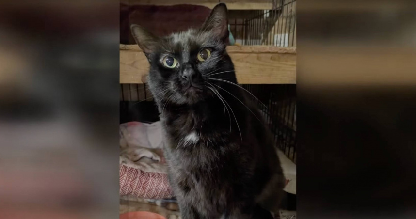 翠西與主人因意外分離5年。（圖／翻攝自youtube／13 ON YOUR SIDE）