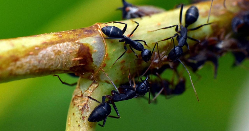 湖北男子用螞蟻設局，兩年詐騙283次，涉案金額達新台幣32萬元。（示意圖／Pixabay）