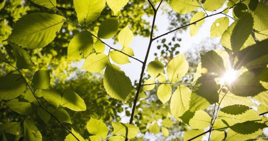 篠安老師分析12個星座在8月3日至8月9日的運勢。（示意圖／Pixabay）