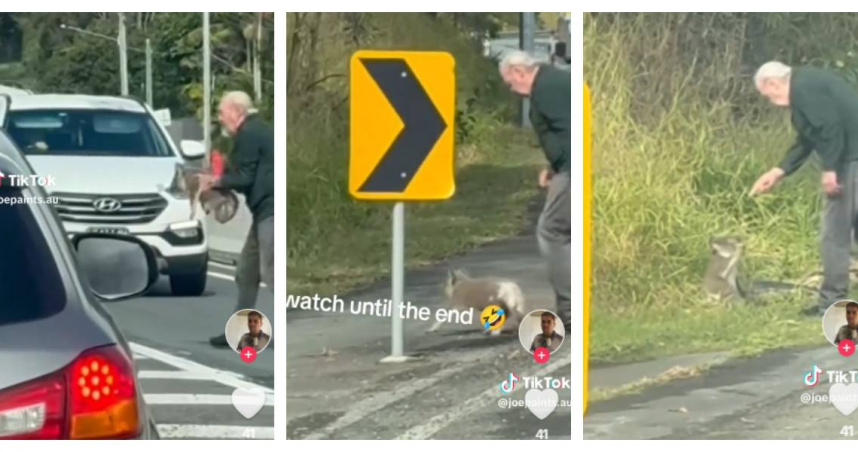 澳洲82歲老翁特瑞在繁忙道路上抱走一隻迷途無尾熊，還對牠「嚴厲訓話」，成為網路熱門影片。（圖／Tik Tok）