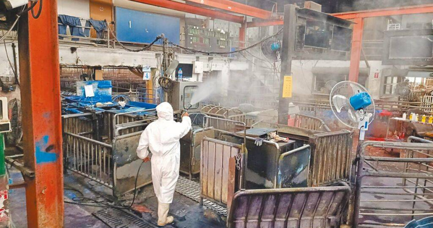 非洲豬瘟清零！6日解禁活豬運輸　最快7日黃昏市可買到溫體豬