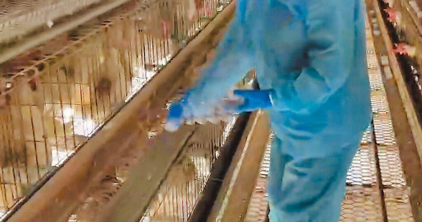 彰化縣府人員10日再到文雅畜牧場採驗。（圖／翻攝畫面）