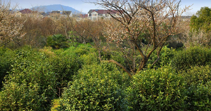 東山茶葉多為果樹間種，而西山則為梅樹間種。（圖／吳德亮攝）
