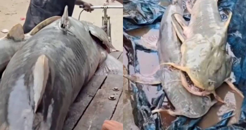 尼泊爾洪水湧入印度比哈爾邦，多地出現被洪水沖來的不明魚類。（圖／翻攝自X／@Bihar_se_hai）