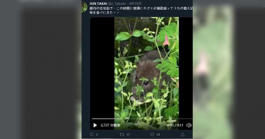 日本因疫情進入緊急狀態 老鼠逛大街餓到「啃草」